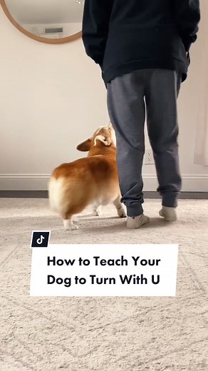 Teaching Your Dog to Turn: Easy Trick Tutorial