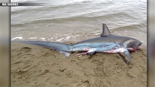 2 large thresher sharks stranded on Cape Cod