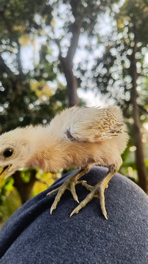 Sc Farms Bhimavaram | Peru Chicks 🐥 . . .. #bhimavaram #bhimavaramcocks🐓 #peruchicks🐣💗 #cock #farming | Instagram