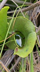 57 reactions | The northern pitcher plant is the only species of...