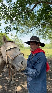 684K views · 10K reactions | Caballo criollo llanero. | El Sopita Dulce | Facebook