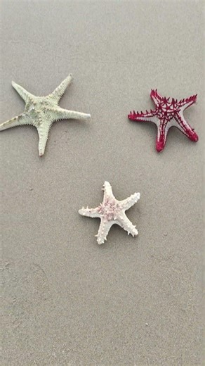 Star fish நட்சத்திர மீன் முட்தோலிகள் வகைப்பாட்டியலின் அடிப்படைகள் ஏழாம் வகுப்பு