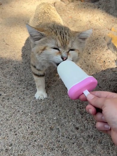 Adorable Sand Cat Licks a Popsicle Outdoors