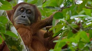 1M views · 28K reactions | PART 102 | ANIMALS STORY #animals #wildlife #nature | Animals Life | Facebook