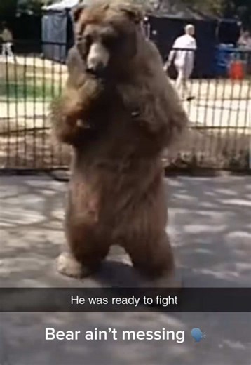 The Incredible Skills of Boxing Bears