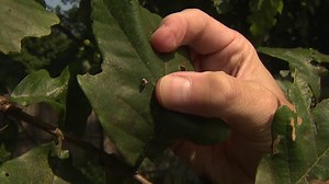 Professor highlights insect known as the 'treehopper'