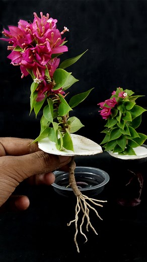 How to Grow Bougainvillea from Cutting In A Onion (New Techniques)#growathome #gardening #grafting #tamannagarden #bougainville | Tamanna Garden