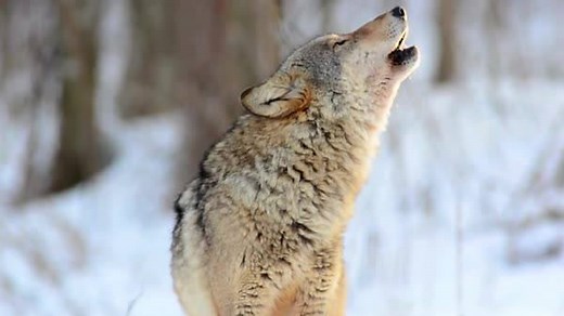 Howling is a wolf’s form of communication across great distances. Howls can indicate a wolf’s location, offer warnings about predators, and even convey the position of prey. #videooftheday | Animal Planet