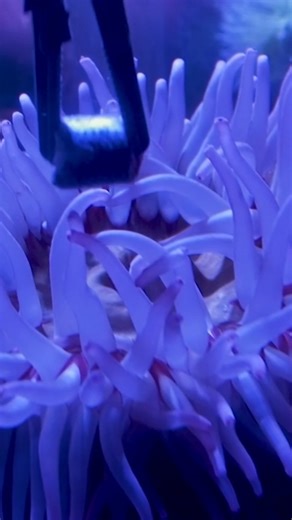 Have you ever seen an anemone eat? Wow! Sea anemones use their tentacles to capture food, each one covered in specialized cells that can immobilize prey, making mealtime both fascinating and efficient. Feeding anemones requires a gentle touch, and our Aquarists use specialized tools to place food near their tentacles, encouraging natural feeding behaviors. 🪸 | Audubon Aquarium