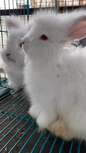 German angora rabbit 🐇