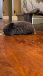 3.5K views · 94 reactions | As a #pet breeder, I spend hours...