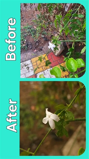 Jasmine in Pro mode #photography hacks #mobile photography #samsung photos #pro tutorial #s23ultra