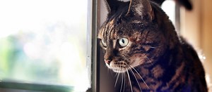 Dog Holiday Accommodation in Adelaide - Windamere Boarding Kennels