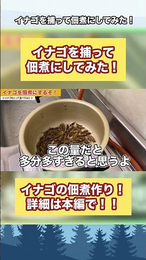 【切り抜き】イナゴをとって佃煮にしてみた！レシピなど詳細は本編へ！ #カブトムシ #クワガタ #クワカブ #昆虫 #shorts #採集 #田舎暮らし