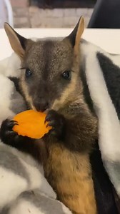 Must be a female kangaroo as no bloke could eat that neatly. #australianwildlife #kangaroo | Jason Wood MP