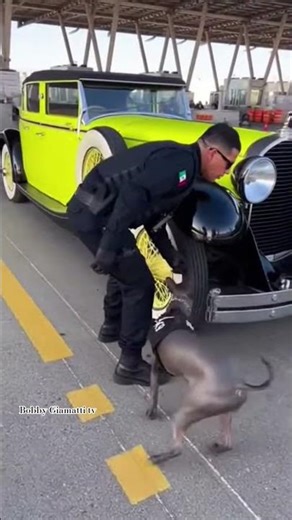 Bugatti Type 41 Royale 1927-1933.#k9 #police #xoloitzcuintli #viral #mexico #youtubeshorts #dog