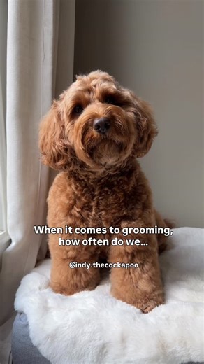 INDY THE COCKAPOO on Instagram: "Our grooming routine💁🏻‍♀️ Just sharing what works for us! Let me know if you have any questions! And before my non followers come at me about the baths being too frequent - gentle baths are proven to be both helpful and soothing for those with allergies😉 All products (minus the clipper) can be found in our Amazon shop! 🔗 in our bio, so many with prime deals! #cockapoo #doggroom #doggrooming #dogcare #dogwellness #wellnesswednesday #doodles #dogbath #toebeans 