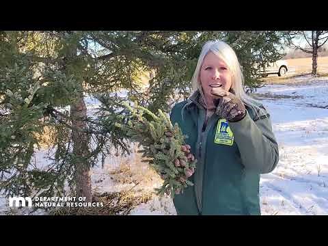 Harvesting Black Spruce Cones