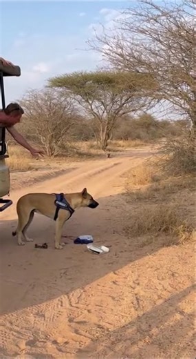 Pure Wildlife Experience | Lions in Natural Habitat #wildlife