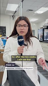 University of Maryland researchers are developing biodegradable plastic wrap