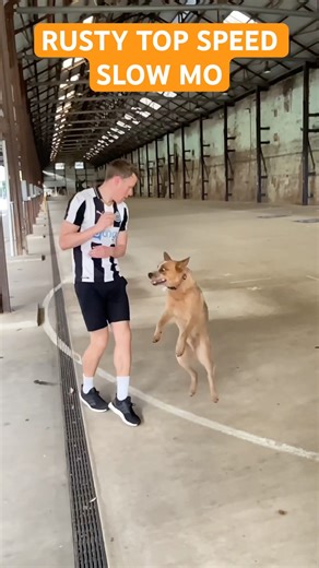 Rusty the Rescue Dog | TOP SPEED SLOW MO EDITION #dogshorts #dogs #speed #pets #doglife #fast #ball