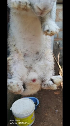 The Importance of Hard Work in Rabbit Farming