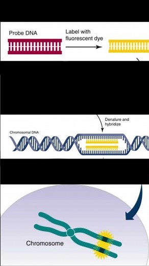 FISH - Fluorescent In Situ Hybridization #feedshorts #techniques #biologyshorts #agriculture #notes
