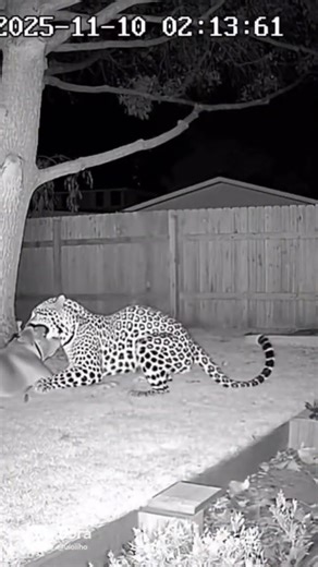 Shadow Defender #animal #dogs #animalwild #animalfunny #animallife