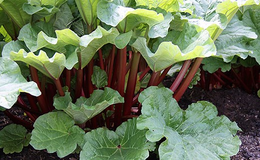 How to Plant Bare-Root Rhubarb