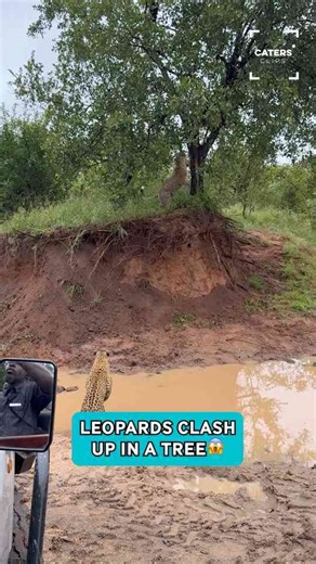 Incredible leopard fight unfolds high in tree in South Africa