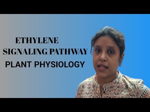 ETHYLENE SIGNALING PATHWAY//PLANT PHYSIOLOGY 