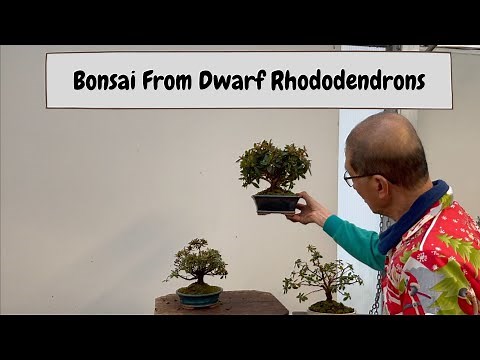 Bonsai From Dwarf Rhododendrons
