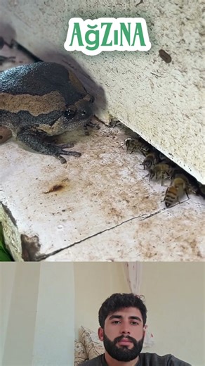 frog swallowing a bee