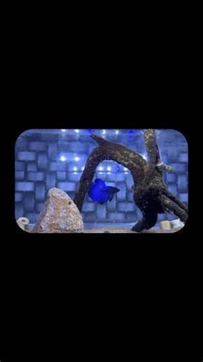 Setting up a cozy home for my Betta 💙 Rock, driftwood & ceramic rings for that perfect balance 🌊 Follow for more videos @mvs_aquarium 🧿 #bettafish #bettaaquarium #fishsetup #aquascaping #bettatank #aquariumlife #mvs_aquarium | Mv’s Aquarium