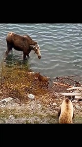 😱 - 📸 Source: @ python.243 on TikTok All credit are reserved for their respective Owners - #moose # | The Moose Meadow