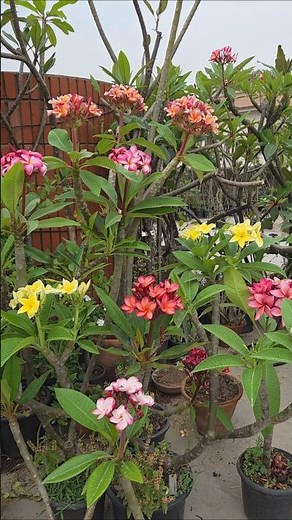 Our plumeria garden is exploding with colour!