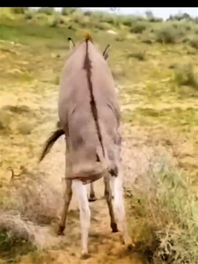 Horse vs. Donkey: What's the Difference?
