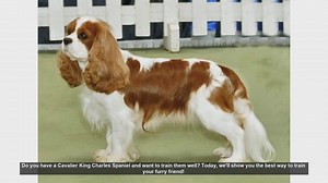 Effective Training Tips for Your Cavalier King Charles Spaniel