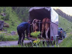 👨‍🌾Agrarwirtschaft in den Bergen 🏔 :🐮 Ab auf die Alm 2018🐮