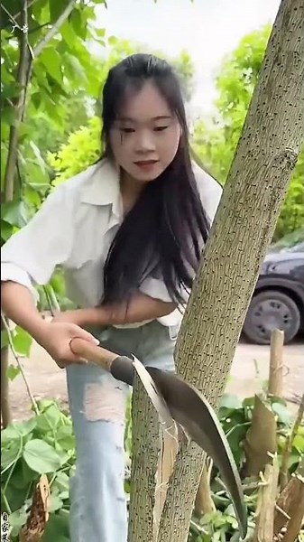 Quick felling process of trees using titanium steel machetes