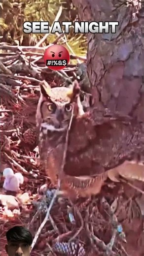 owl vs falcon 🥶🔥 #wildlife