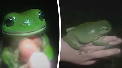 Küss den Frosch: Riesiger Laubfrosch sorgt für Camping-Überraschung