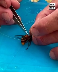 622K views · 878 reactions | ‘Murder hornets’ are so 2020… or so you thought — here’s how scientists find, tag, and get rid of the scary insects (which are unfortunately still a problem in 2021) | NowThis | Facebook