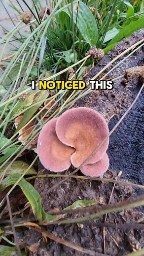 A wild Panus species appeared! I swear, Mycology is so similar to Pokémon. We walk around in the tall grass looking to catch wild species and then catch it with Pokeballs (petri dishes). Then train them and make them stronger. Capturing this one is like throwing 5 standard Pokeballs at a Legendary and hoping for the best. 🥲 🎶 @nujabes.official #reels #fungi #foraged #science #foraging #mycrohealthcheck