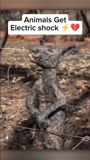 When Animals Get Electric Shock 💔⚡ | part (2)