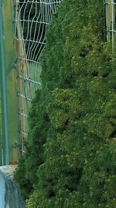 Tree That Grew Through Chain Link Stock Footage Video (100% Royalty-free) 3791155241 | Shutterstock