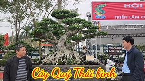 26K views · 788 reactions | Cây sanh cổ trắng như tuyết của anh Cường ở Hưng hà Thái bình đã có mặt tại triển lãm Hưng Yên | Bach Thuan Bonsai | Facebook