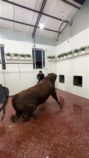 is this kind of slaughter humane ??? #farmers #farmcrops #farmproduce #farm #farmproducts #bull #cow