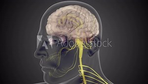 Anatomy, human body, human face, head, biological systems of the body, facial muscles 3D render