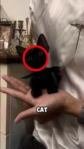 This Cat Looks AI-Generated But It's Actually Real 😱